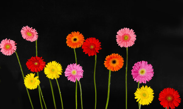 Set of colorful gerber flowers isolated on black