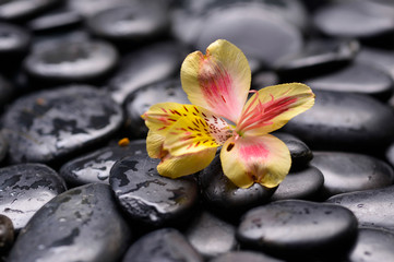 Still life with yellow orchid on wet zen stones