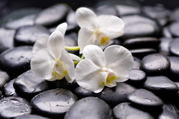 Set of white branch orchid on wet zen stones