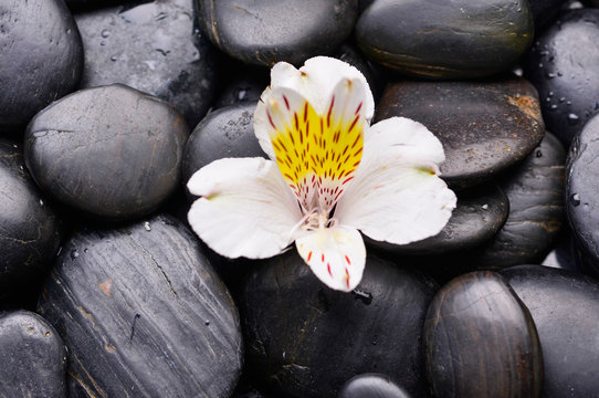 white orchid on wet zen stones