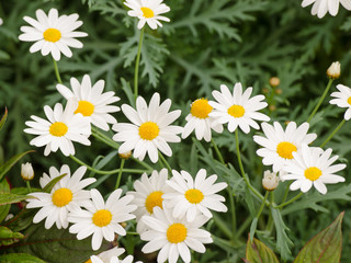 Cosmos flower