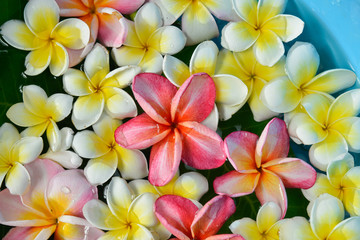 Top view many white and pink frangipani in water

