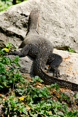 water monitor