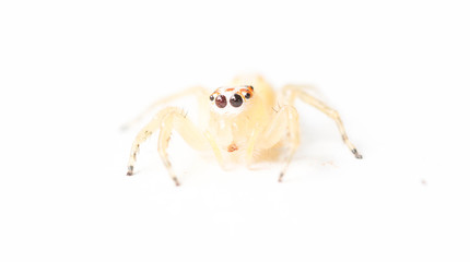 spider