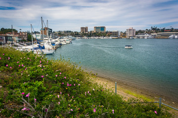 Flowers and view of the harbor, seen from Lido Isle, in Newport