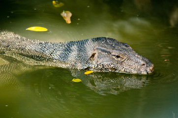 water monitor