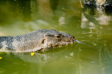 water monitor