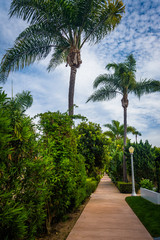 Fototapeta na wymiar Palm trees along walkway, on Lido Isle, in Newport Beach, Califo