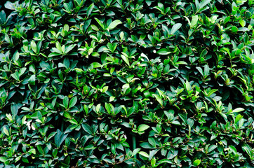 green background
