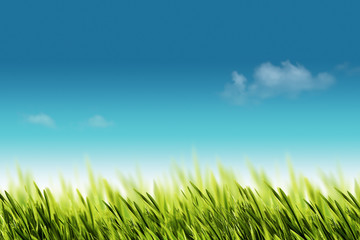 Fototapeta premium Natural backgrounds with green foliage under bright summer sun