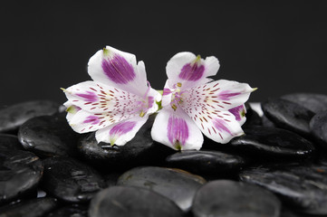 orchid on wet zen stones