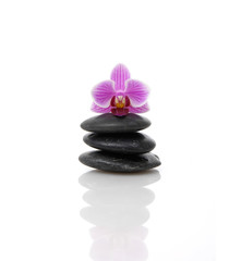 Fototapeta na wymiar Violet pink orchid on black stones reflection