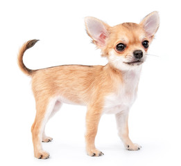 small cute chihuahua puppy standing on white background