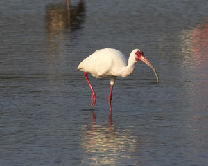White Ibis Wading in the Bay in Morning Light