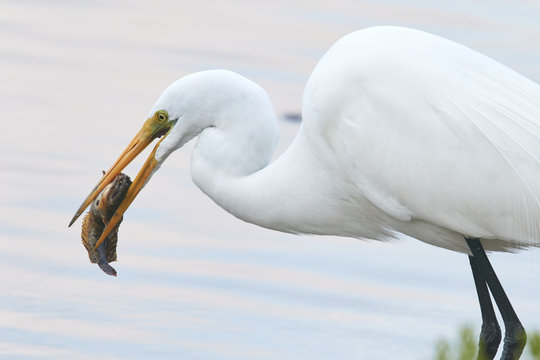 Great White Egret Eating Toadfish