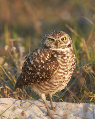 Burrowing Owl Cross Eyed