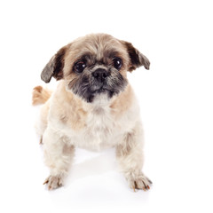 Small doggie of breed of a shih-tzu