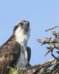 Osprey Sitting on Nest