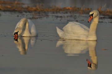 Naklejka premium Swans swimming on the river. A pair of birds on the water.