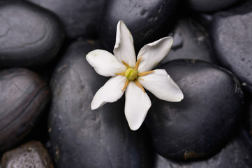 Fototapeta na wymiar Gardenia on black pebbles 