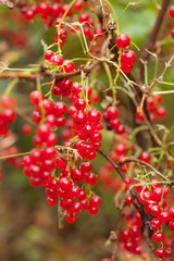 red currant