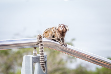 Common marmoset or White-eared marmoset