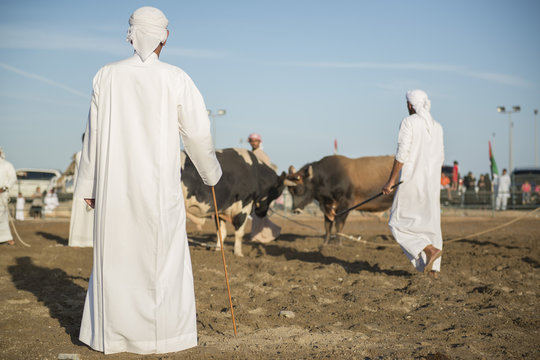 Bullfight in the Fujairah corniche, United Arab Emirates