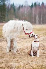 Little pony kissing american staffordshire terrier puppy
