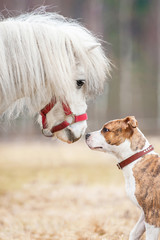 Little shetland pony and american staffordshire terrier puppy
