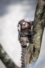 Common marmoset or White-eared marmoset
