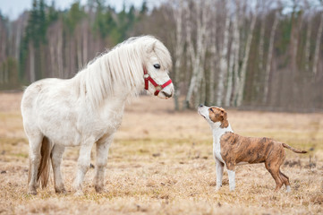 Little shetland pony and american staffordshire terrier puppy