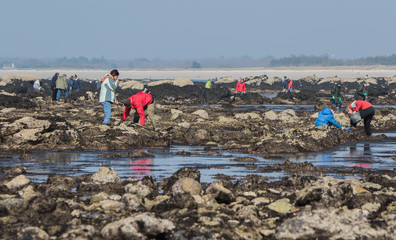 Grande marée, pêche à pied