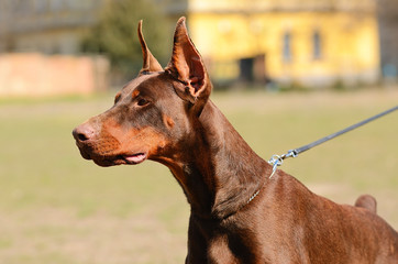 Doberman Pinscher portrait