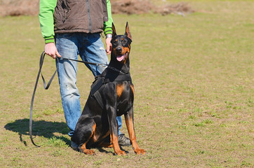 Doberman Pinscher with owner