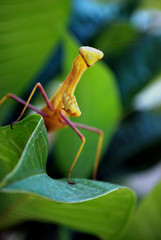 A jumping grasshopper, LA Zoo, California