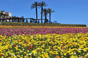 Lined up flowers, Flower Field, California