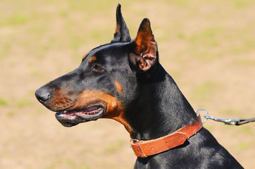 Doberman Pinscher portrait