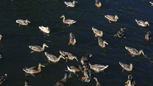 Wild ducks bread catch in the river