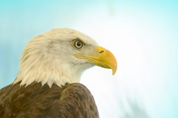 White-Head Eagle, Bald Eagle
