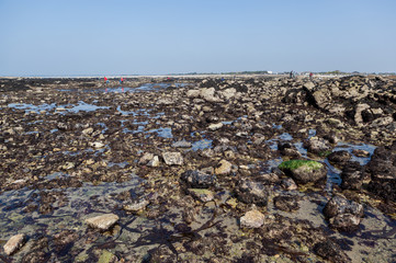 Grande marée, pêche à pied