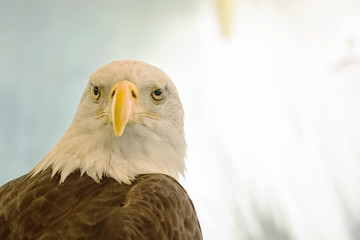 White-Head Eagle, Bald Eagle