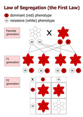 Mendelian inheritance