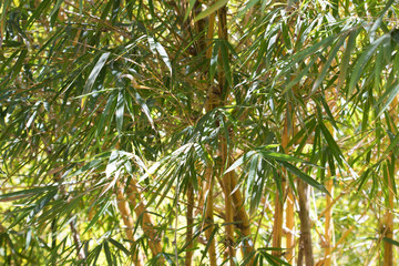 Fototapeta premium bamboo forest