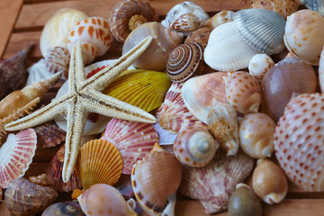 different shells