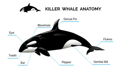 Killer Whale Anatomy © gertot1967