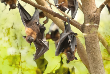 Flying foxes hanging on the tree