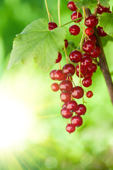 Red currants outsoors