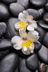 Set of two white orchid on black stones background