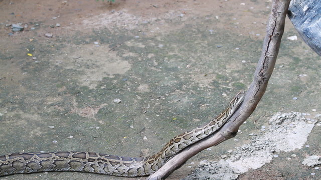 Boa Constrictor on branch