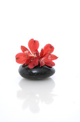 Red orchid on black stone